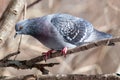 Columba livia, Rock Dove. Royalty Free Stock Photo