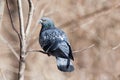 Columba livia, Rock Dove. Royalty Free Stock Photo