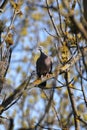 Common wood pigeon sitting on branch Royalty Free Stock Photo