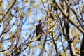 Common wood pigeon sitting on branch Royalty Free Stock Photo