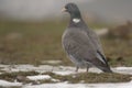 Columba palumbus Royalty Free Stock Photo