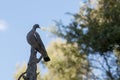 The wood pigeon is a species of columbiform bird in the Columbidae family. Royalty Free Stock Photo