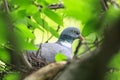 Columba palumbus, Woodpigeon. Royalty Free Stock Photo