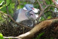 Columba palumbus, Woodpigeon.