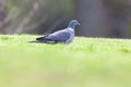 Columba palumbus, Woodpigeon Royalty Free Stock Photo