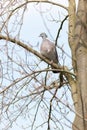 Columba palumbus, Woodpigeon Royalty Free Stock Photo