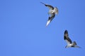 Columbia Basin Osprey Couple: Dive! Pandion haliaetus Royalty Free Stock Photo