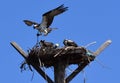 Columbia Basin Osprey-Full Nest: Pandion haliaetus and Nestlings Royalty Free Stock Photo