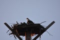 Columbia Basin Osprey/ Pandion haliaetus and Nestlings Royalty Free Stock Photo