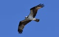 Columbia Basin Osprey/ Pandion haliaetus Soaring July Thermals Royalty Free Stock Photo