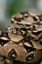 Columbia boa constrictor on a tree branch Royalty Free Stock Photo
