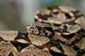 Columbia boa constrictor on a tree branch Royalty Free Stock Photo