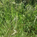 Columbia brome or the narrow-flower brome, the brooms vulgarisms.