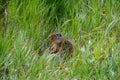 Columbia ground squirrel resting on the field.