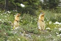 Columbia Ground Squirrel