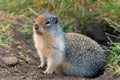 Columbia Ground Squirrel, Urocitellus columbianus Royalty Free Stock Photo