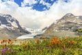 Columbia Icefield and wild orange flowers in Jasper National Par