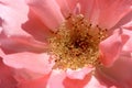 Columbia Pink Rose Macro Royalty Free Stock Photo