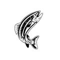 Columbia River Redband Trout, Inland Redband Trout or Interior Redband Trout Retro Black and White