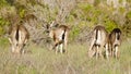 Columbian black-tailed deer family grazing rear view Royalty Free Stock Photo