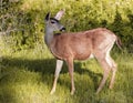 Columbian black-tailed deer looking back