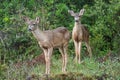 Columbian Blacktail Deer looking around the forest for possible danger Royalty Free Stock Photo