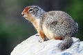 Columbian Ground Squirrel