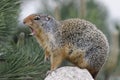 Columbian Ground Squirrel Callling in Banff National Park Royalty Free Stock Photo