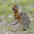 Columbian Ground Squirrel Callling in Banff National Park