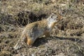 Columbian ground squirrel on the ground