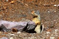 Columbian ground squirrel - Montana