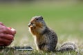 Columbian ground squirrel Urocitellus columbianus is begging a female tourist for food, and just a little while later, it takes