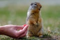 Columbian ground squirrel Urocitellus columbianus is begging a female tourist for food, and just a little while later, it takes