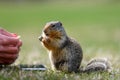 Columbian ground squirrel Urocitellus columbianus is begging a female tourist for food, and just a little while later, it takes