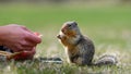 Columbian ground squirrel Urocitellus columbianus is begging a female tourist for food, and just a little while later, it takes