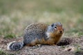 Columbian ground squirrel Urocitellus columbianus in Ernest Calloway Manning Park, British Columbia, Canada Royalty Free Stock Photo