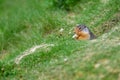 Columbian ground squirrel Urocitellus columbianus in Glacier National Park, Rogers Pass area Royalty Free Stock Photo