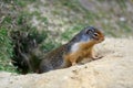 Columbian ground squirrel Urocitellus columbianus in Glacier National Park, Rogers Pass area Royalty Free Stock Photo