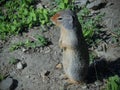 Columbian Ground Squirrel Urocitellus columbianus looking into the morning sun in Glacier National Park