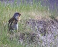 Columbian Ground Squirrel