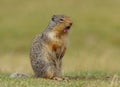 Columbian Ground Squirrel - Urocitellus columbianus