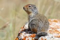 Columbian Ground Squirrel - Waterton Lakes National Park