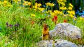 A Columbian ground squirrel among the Wildflowers in the Shuswap Highlands of BC, Canada Royalty Free Stock Photo