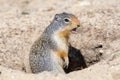 A Columbian Ground Squirrel Yelling our Danger!