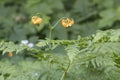 Columbian Lily Lillia columbianum on Iron Mountain Trail