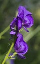 Columbian Monkshood