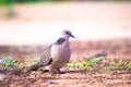 Columbidae Or the European turtle dove looking for food on the ground Royalty Free Stock Photo