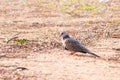 Columbidae Or the European turtle dove looking for food on the ground in its natural envirosnment