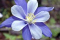 Columbine Royalty Free Stock Photo