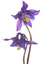 Columbine Royalty Free Stock Photo